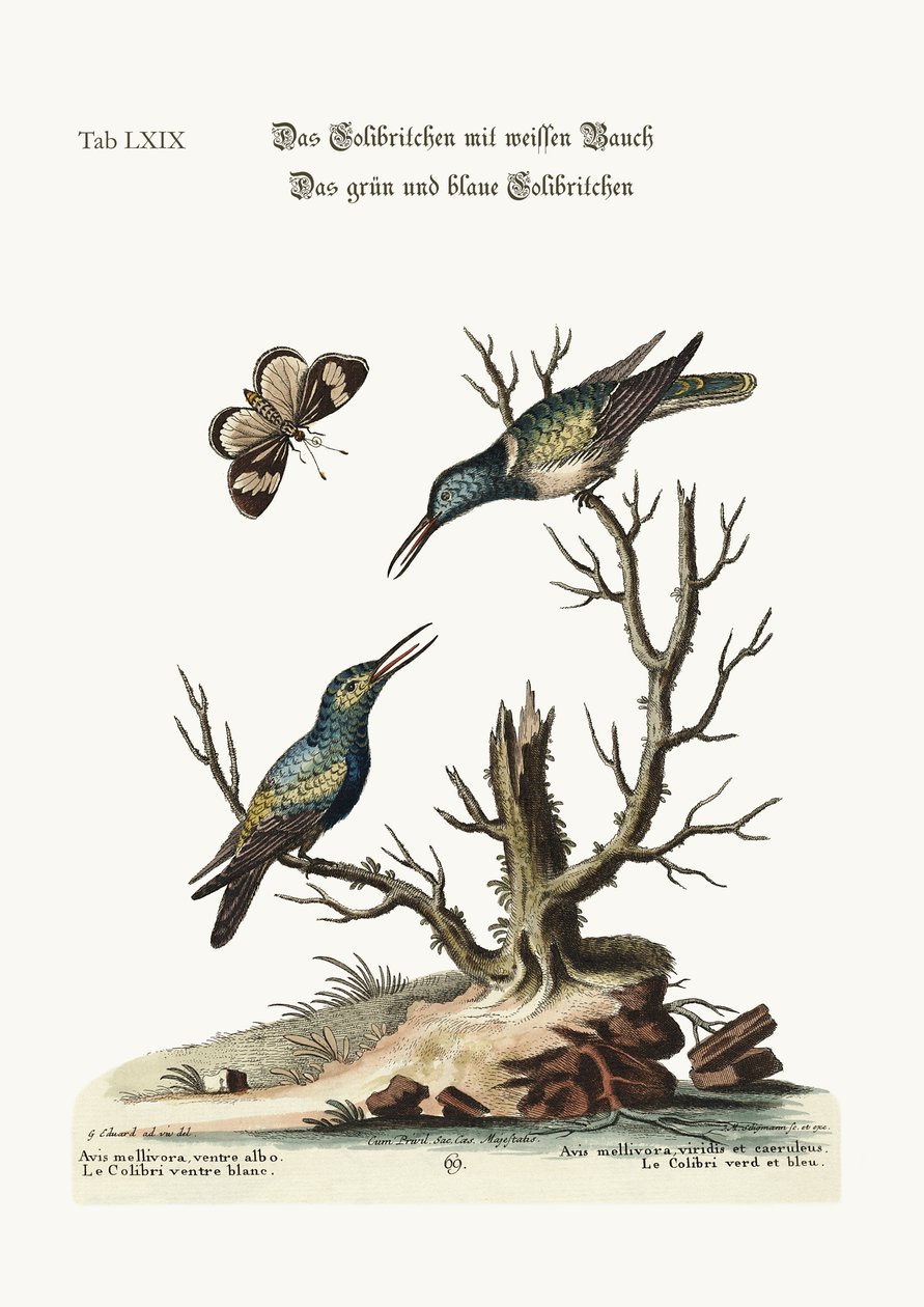 Beyaz karınlı Sinekkuşu. Yeşil ve mavi Sinekkuşu, 1749-73 by George Edwards