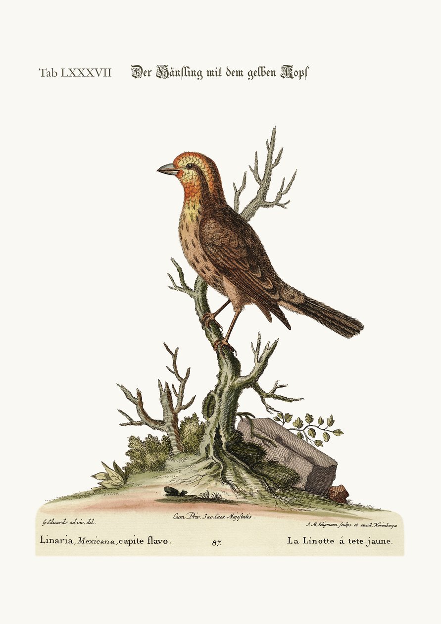 Sarı başlı Linnet, 1749-73 by George Edwards