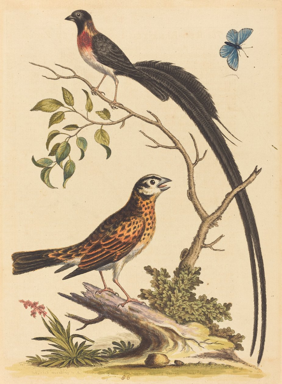 İki Kuş, Biri Çok Uzun Kuyruk Tüylü ve Mavi Kelebek, 1745