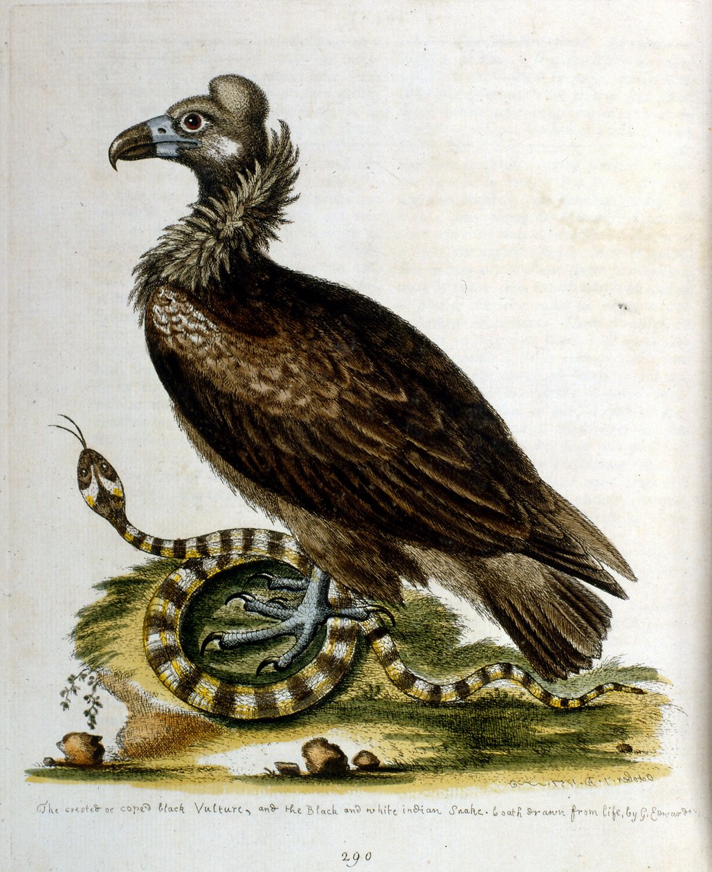 G Edwards
