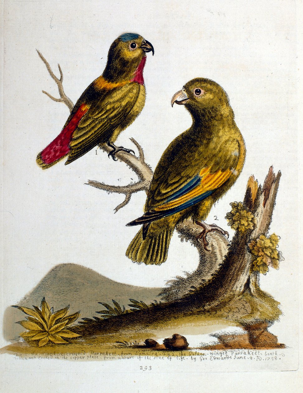 G Edwards