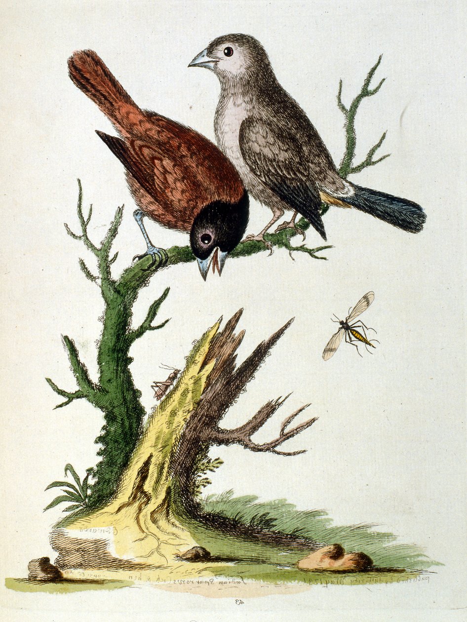 G Edwards