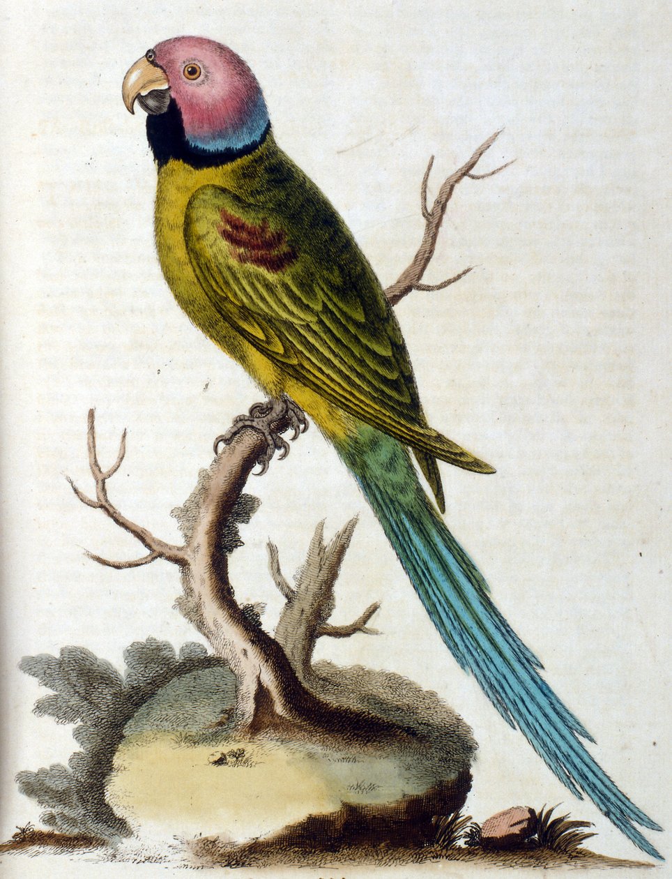 G Edwards