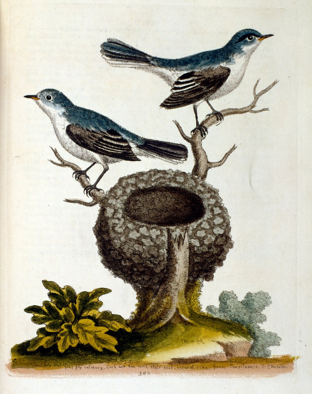 G Edwards