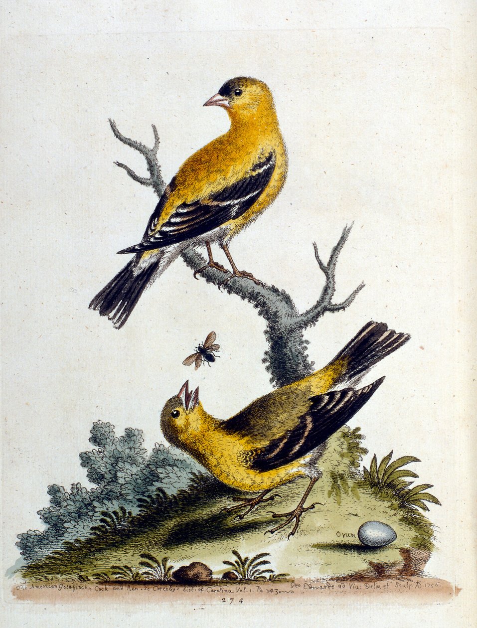 G Edwards
