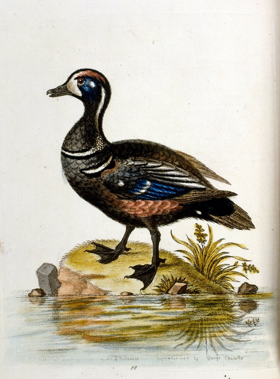 G Edwards