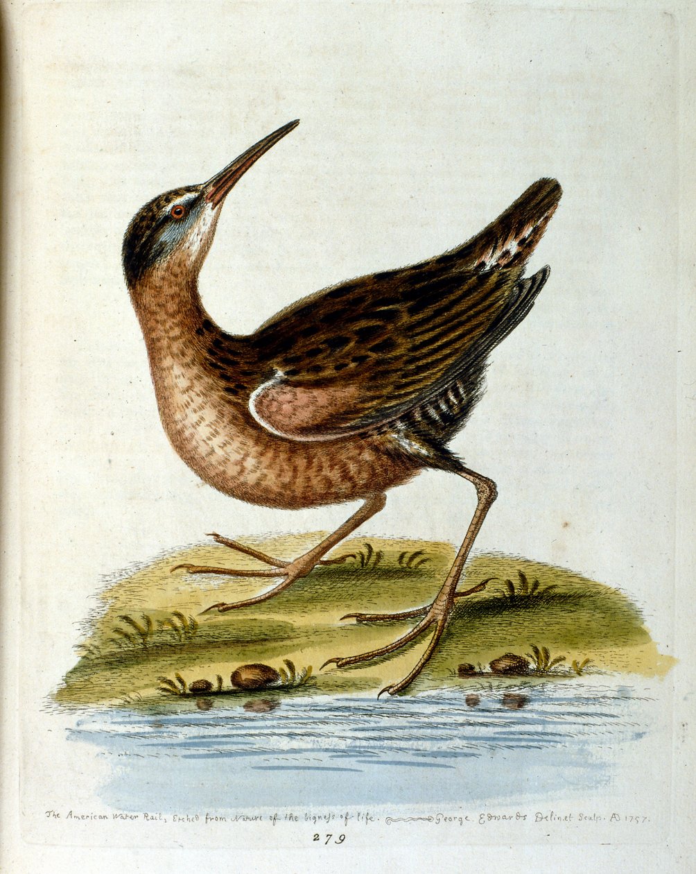 G Edwards