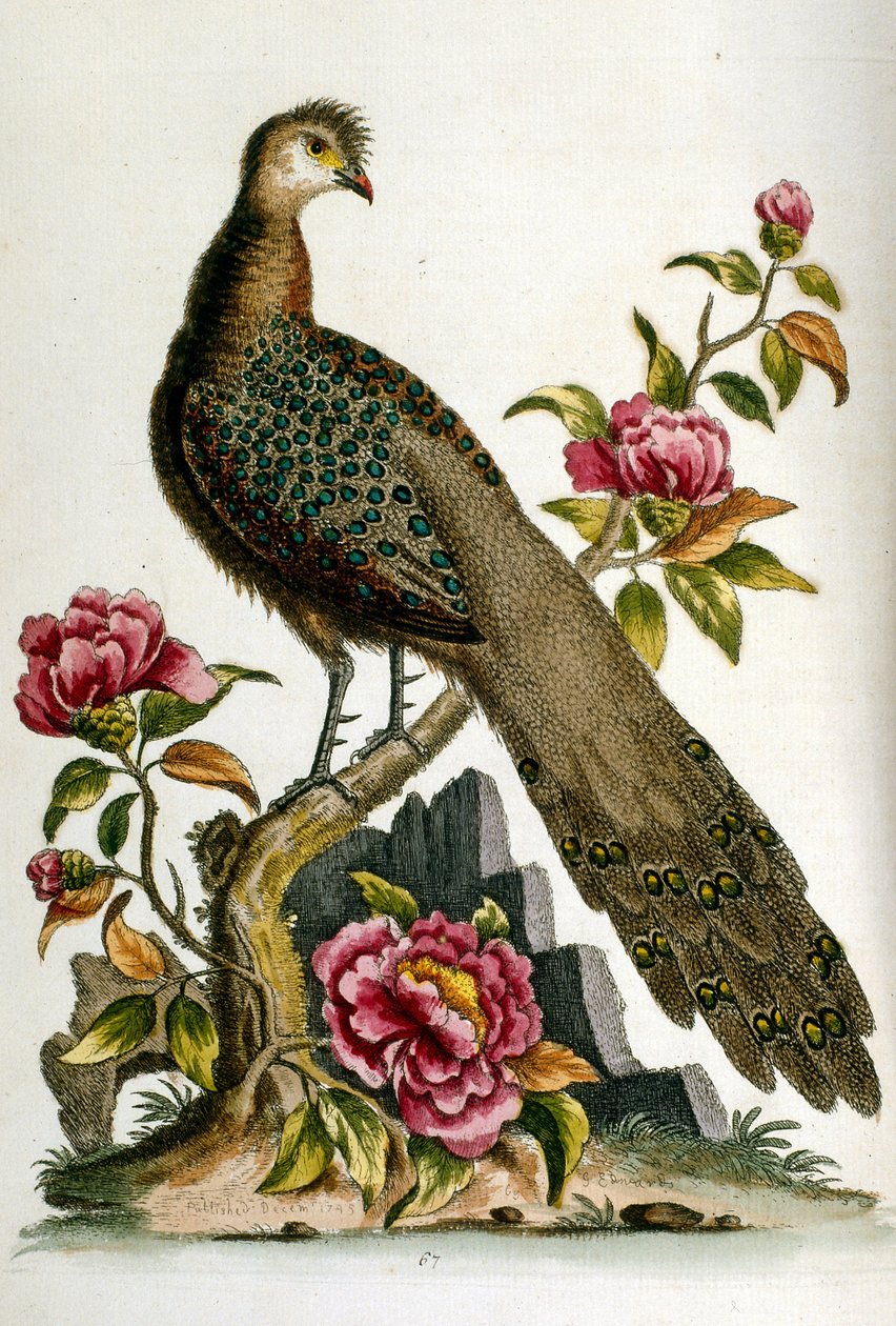 G Edwards