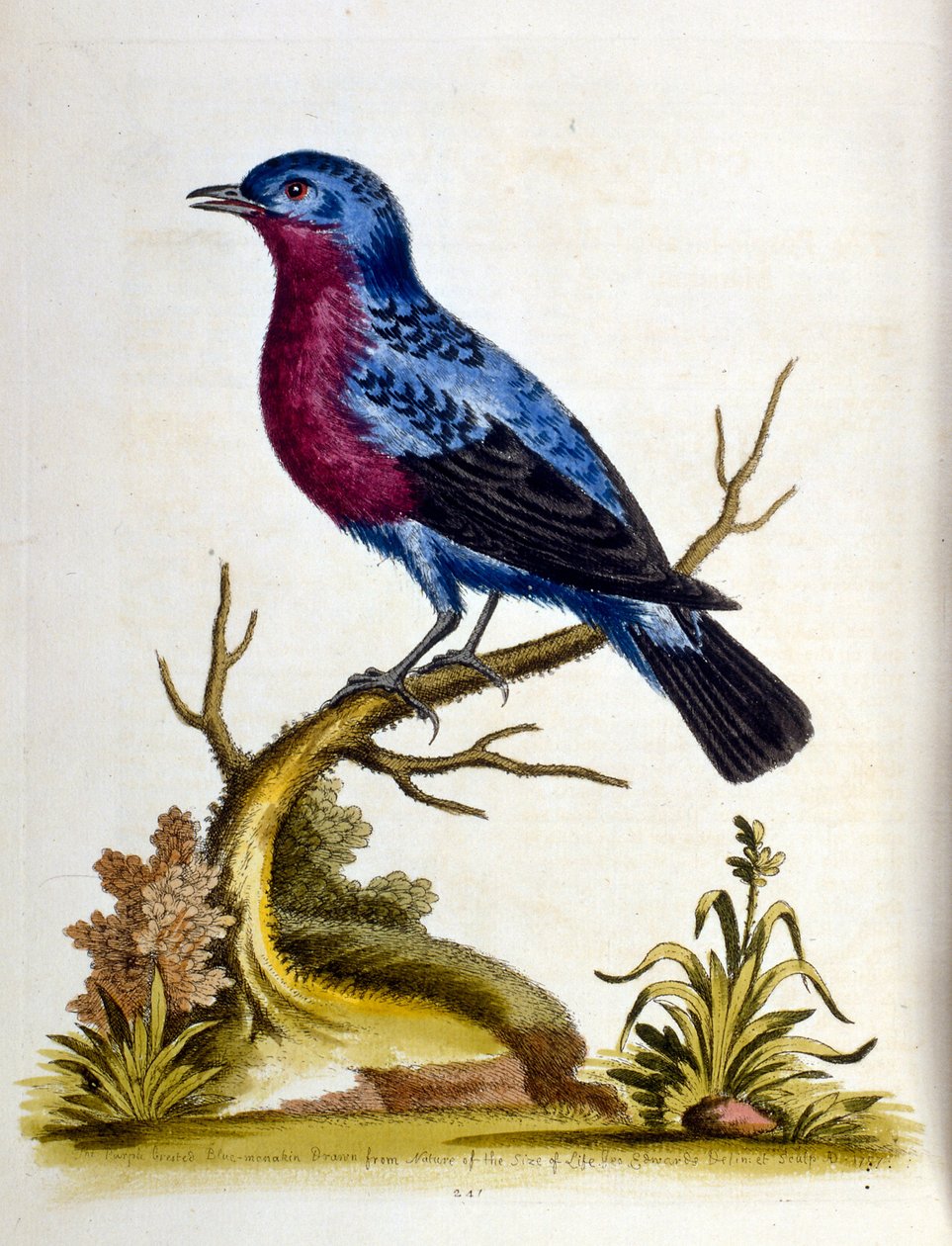 G Edwards