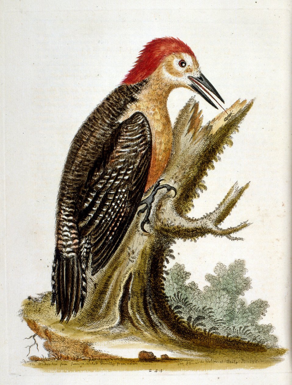 G Edwards