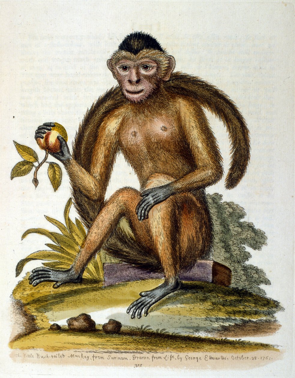 G Edwards