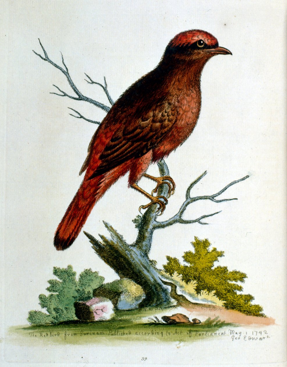 G Edwards