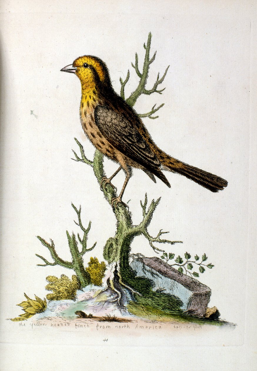 G Edwards