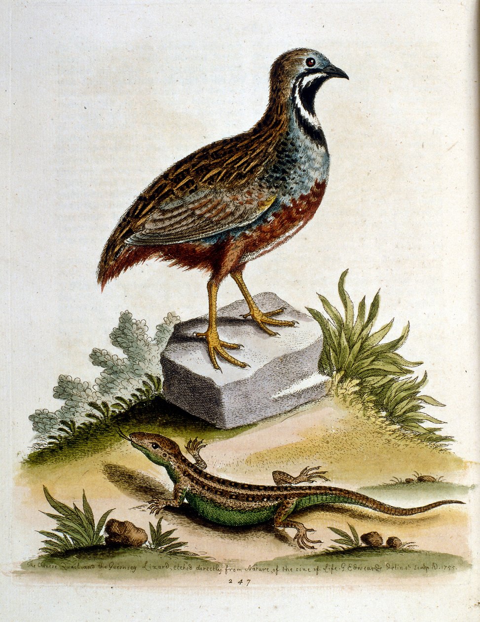 G Edwards