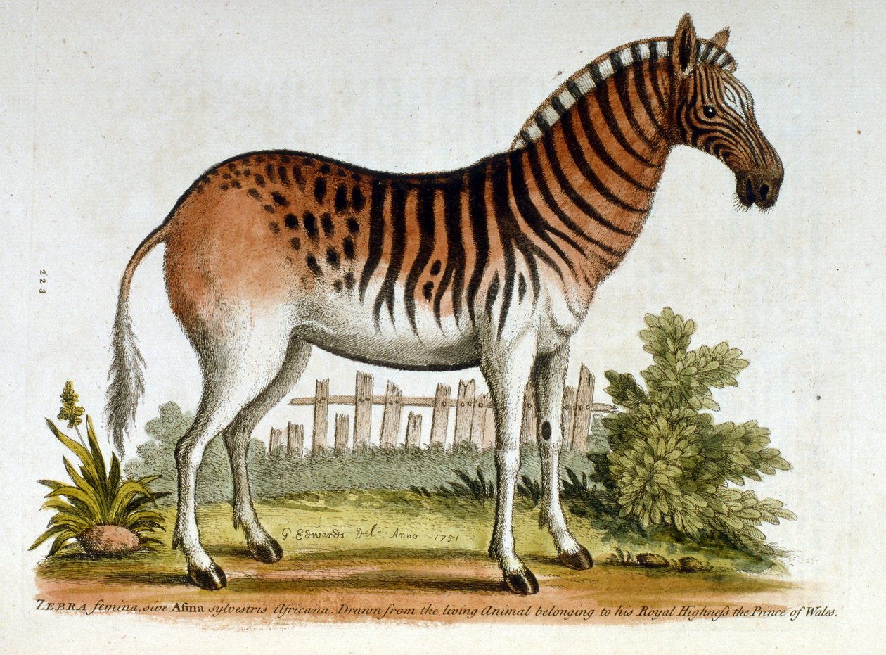 G Edwards