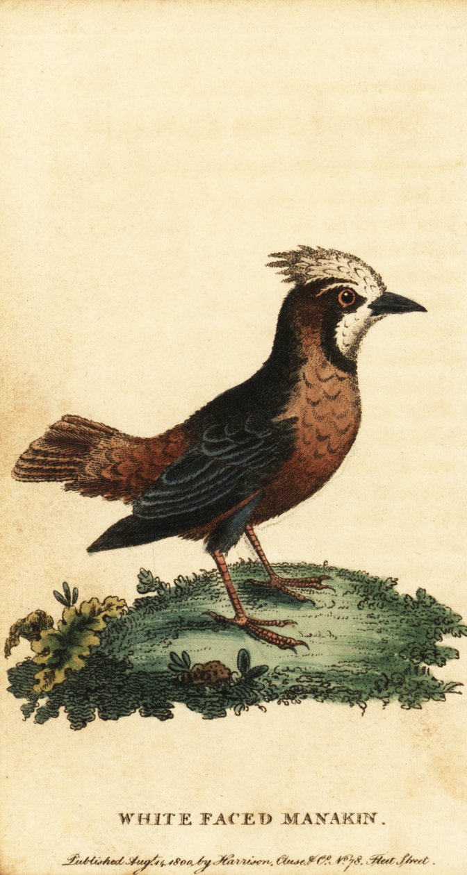 Ak tüylü karınca kuşu, Pithys albifrons., 1800 (gravür) by George Edwards