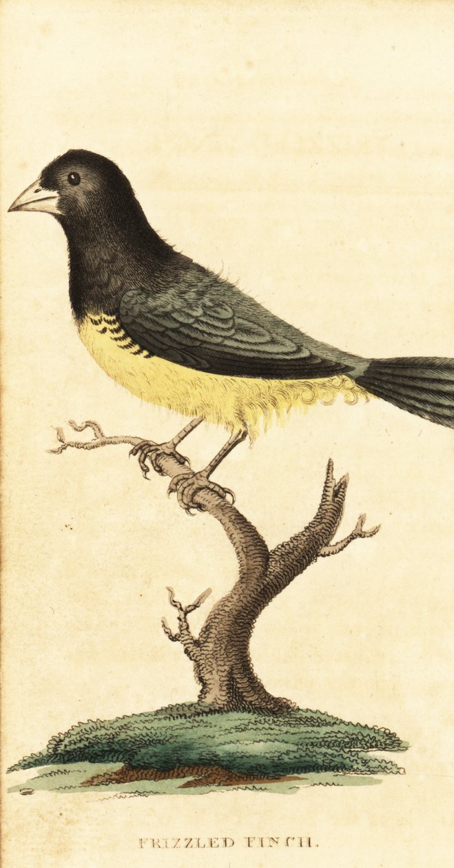 Sarı karınlı tohum yiyici, Sporophila nigricollis.,1800 (gravür) by George Edwards