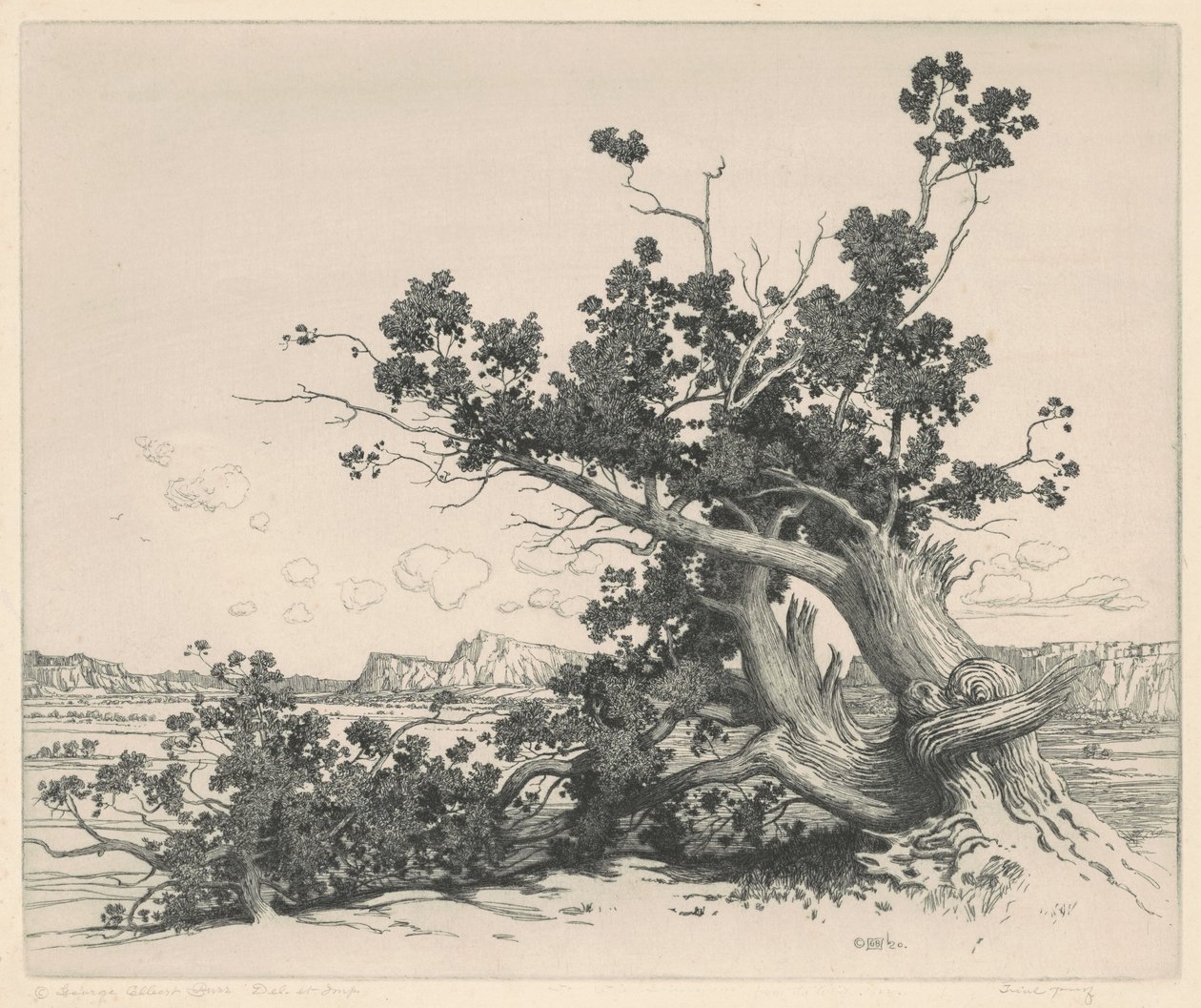 Çöl Sedirleri, New Mexico by George Elbert Burr