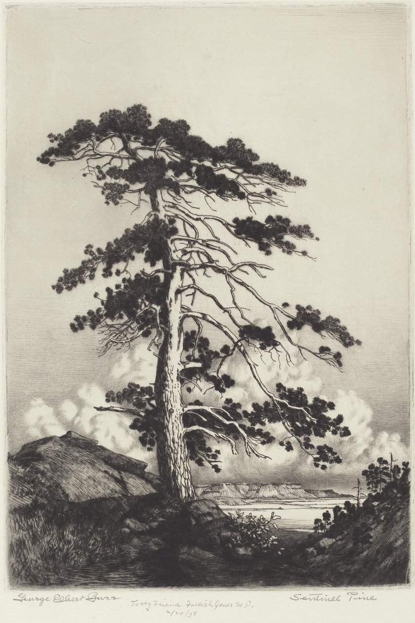 Nöbetçi Çam by George Elbert Burr