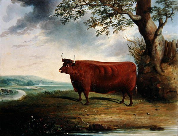 Kahverengi İnek Portresi by George Fenn