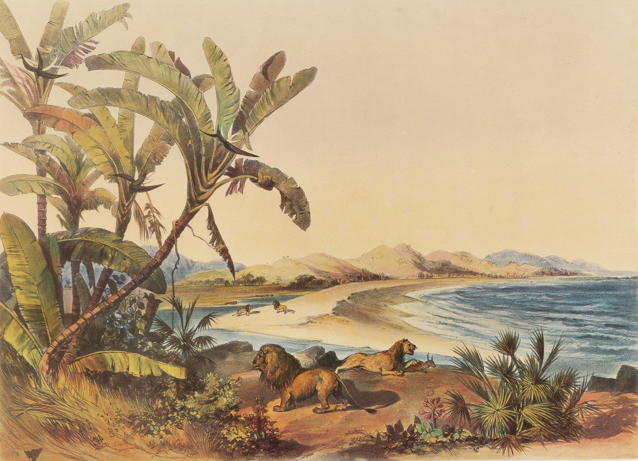  by George French Angas