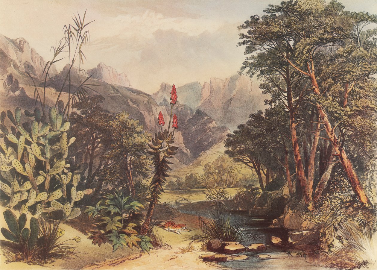  by George French Angas