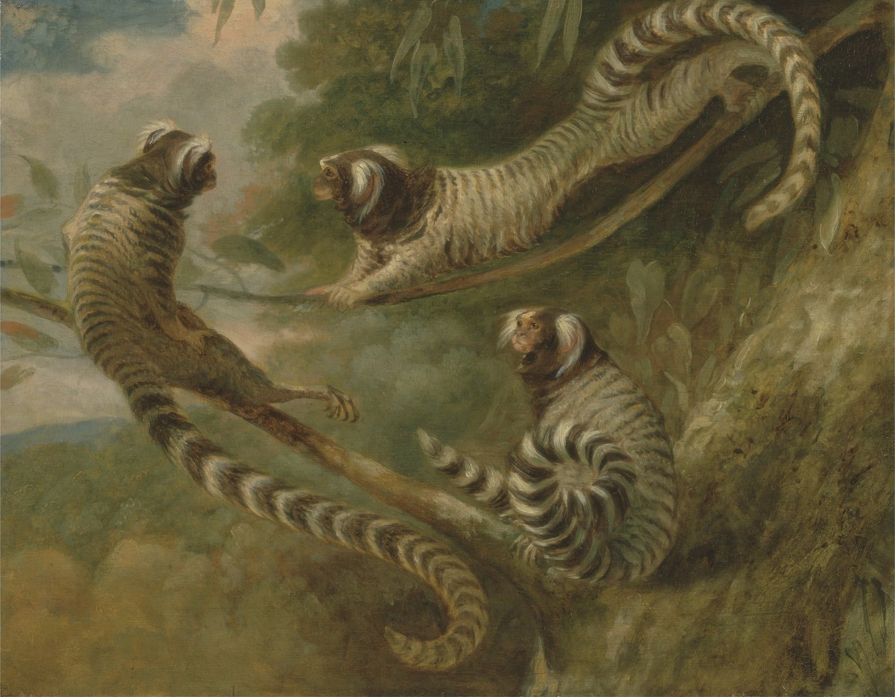 Üç Tavırda Bir Marmoset by George Garrard