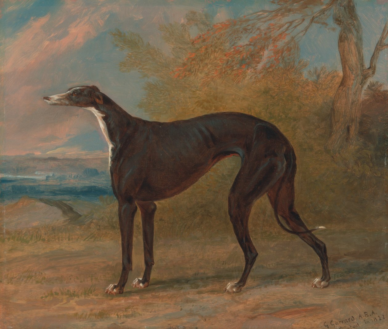 George Lane Fox'un Kazanan Tazılarından Biri: Siyah Beyaz Tazı Kaltak, Juno, Elizabeth olarak da bilinir by George Garrard