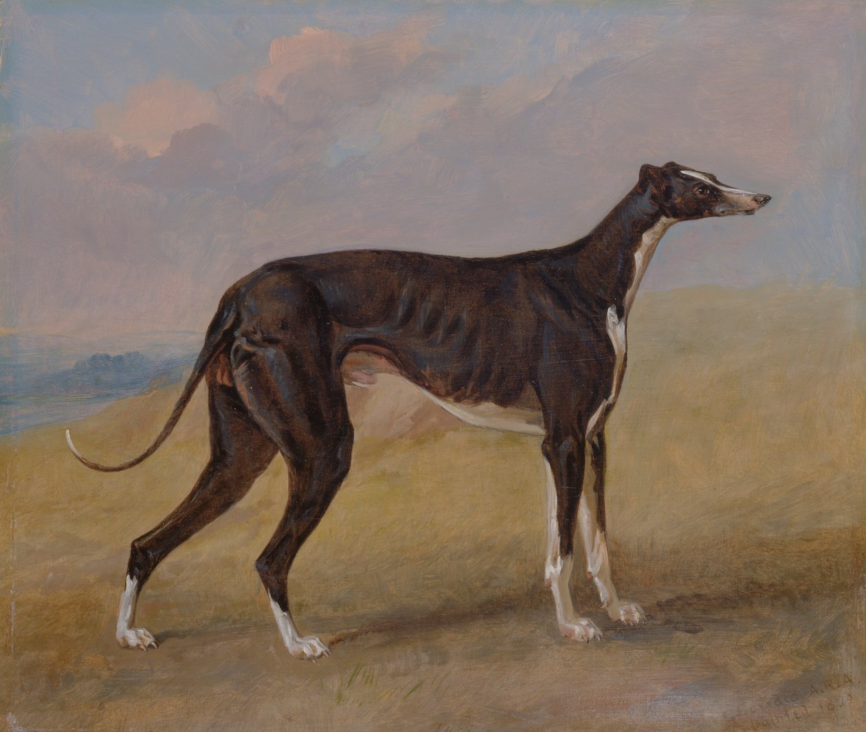 Turk, bir tazı, George Lane Fox'un mülkü by George Garrard