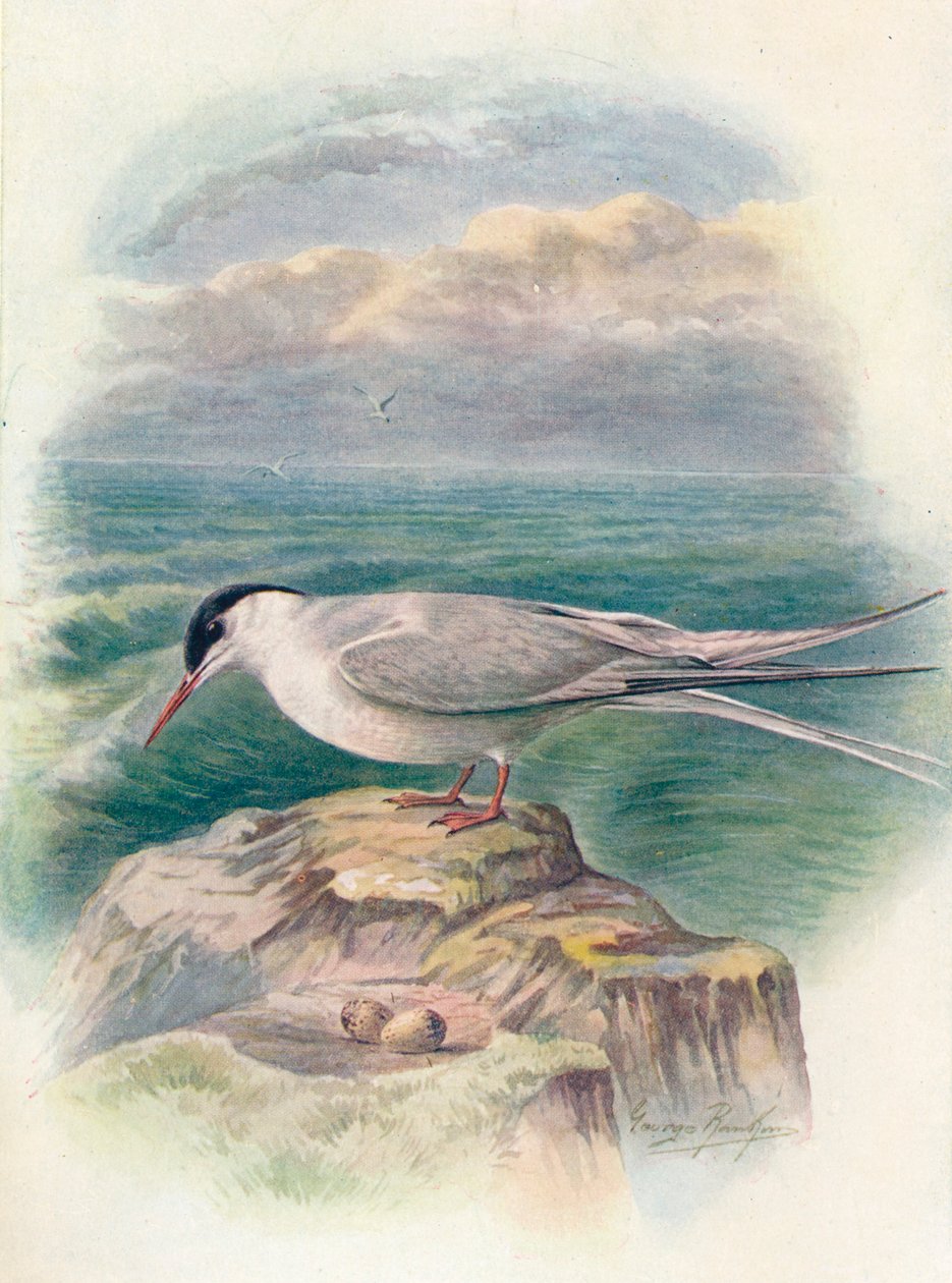 Kuzey Kutbu Sumru - Sterna macrura, c1910, 1910 by George James Rankin