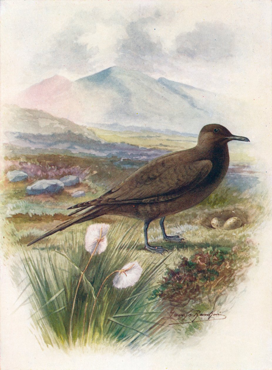 Kuzey Kutbu veya Richardsons Skua - Stercorarius crepidalus, c1910, 1910 by George James Rankin