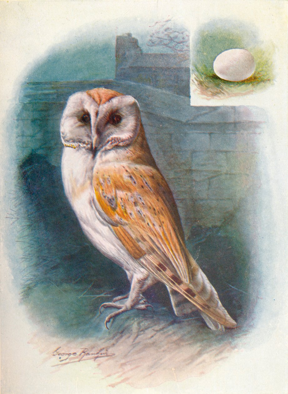 Peçeli Baykuş - Strix flammea, c1910, 1910 by George James Rankin