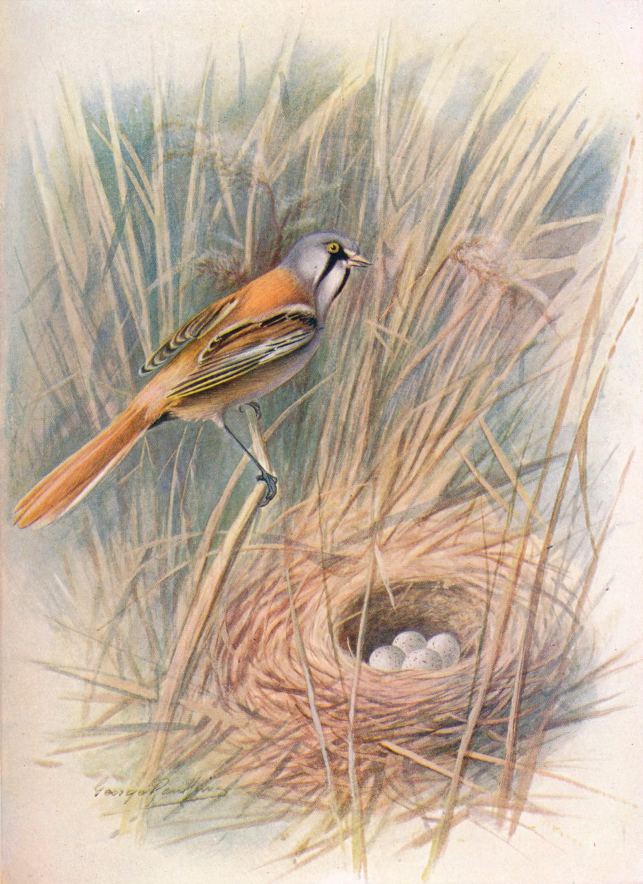 Sakallı-Tit veya Reedling - Panurus biarmicus, c1910, 1910 by George James Rankin