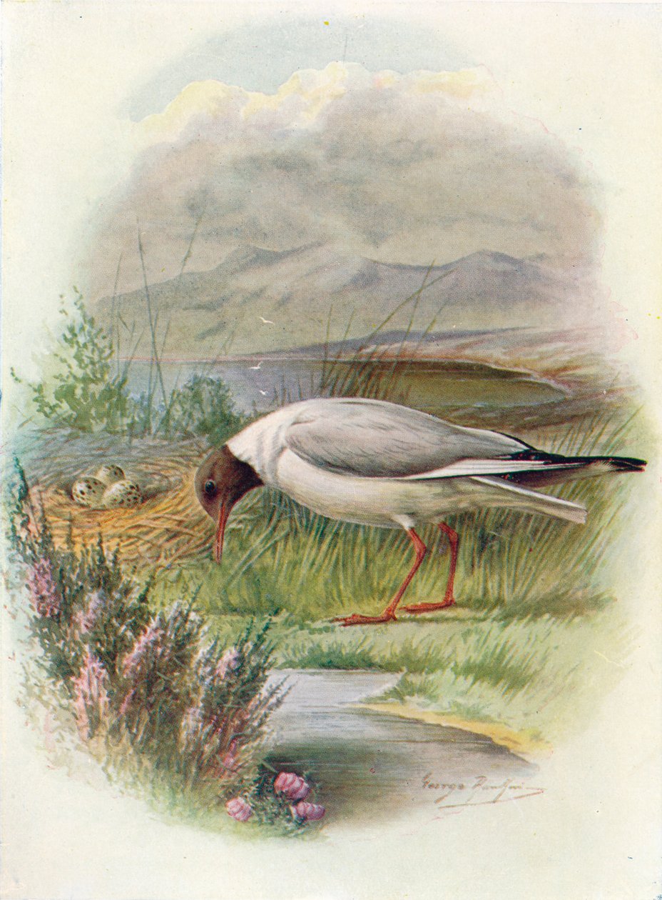 Kara Başlı Martı - Larus ridibundus, c1910, 1910 by George James Rankin