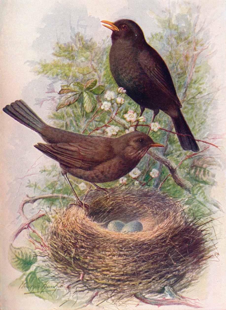 Karatavuk - Turdus merula, c1910, 1910 by George James Rankin