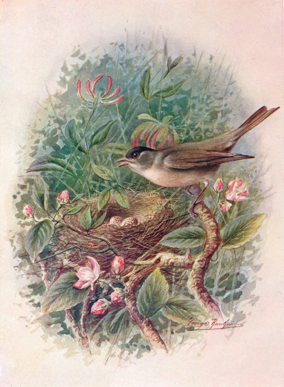 Blackcap - Sylvia attricapilla, c1910, 1910 by George James Rankin
