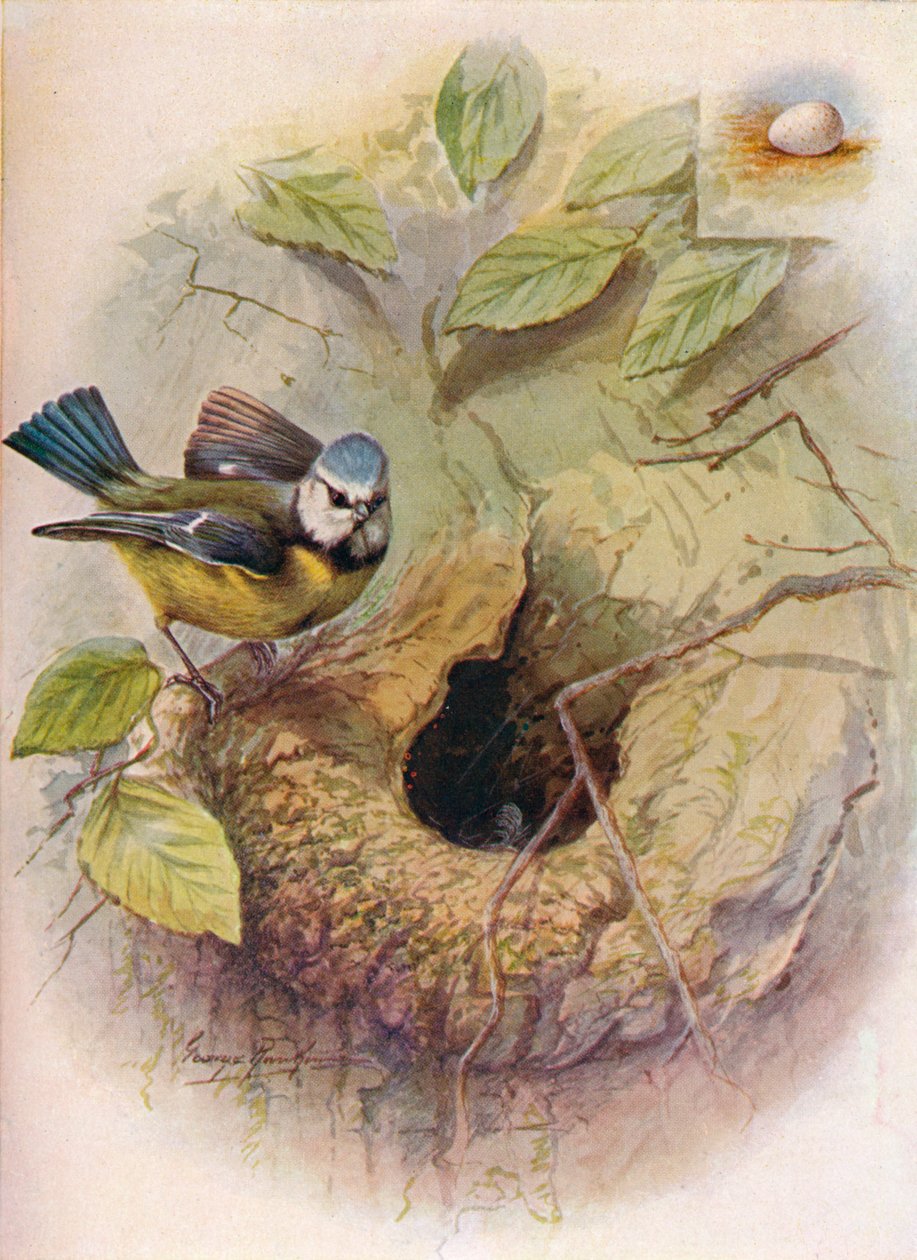 Mavi Baştankara - Parus caeruleus, c1910, 1910 by George James Rankin