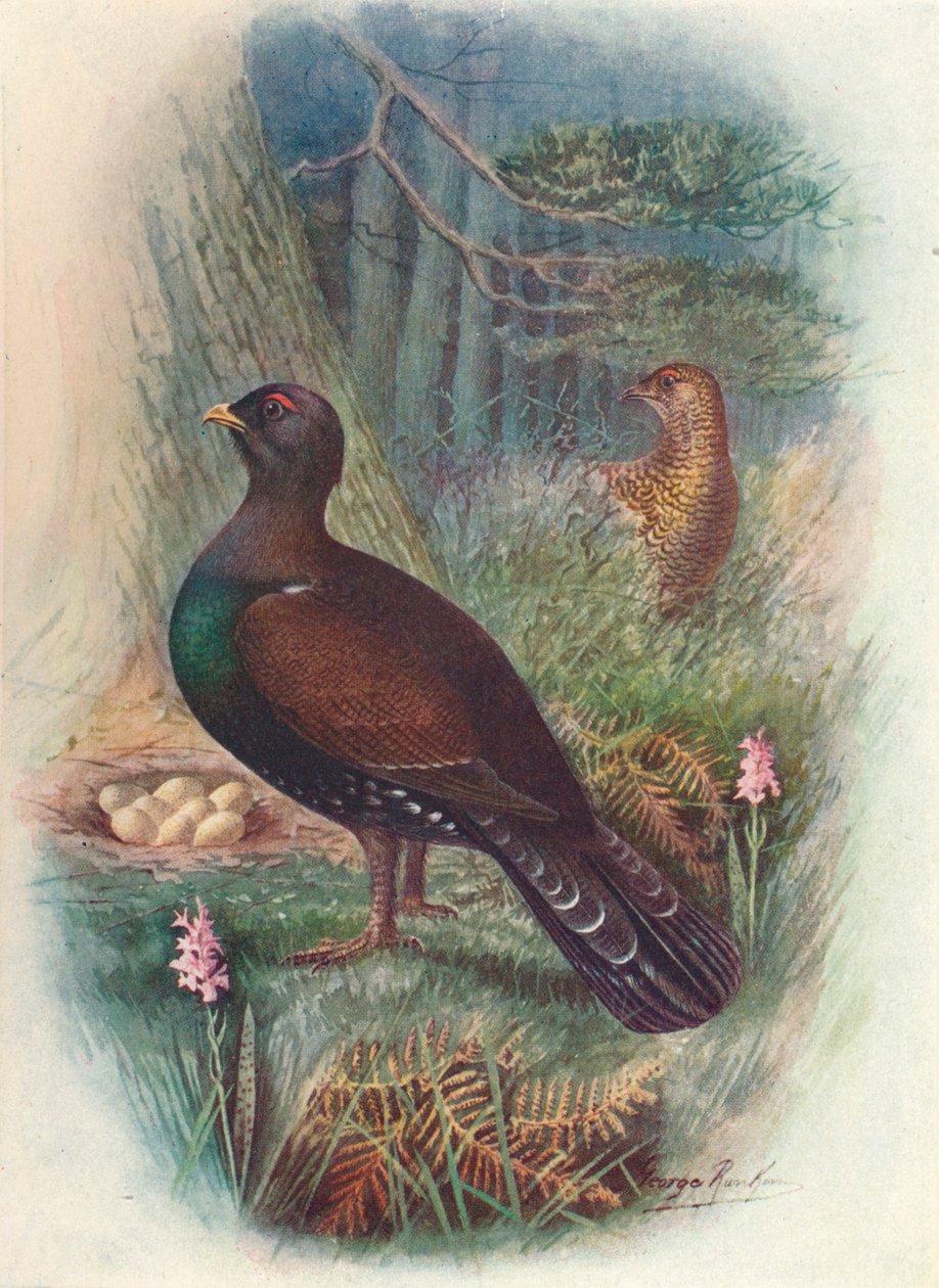 Kapari, c1910, 1910 by George James Rankin