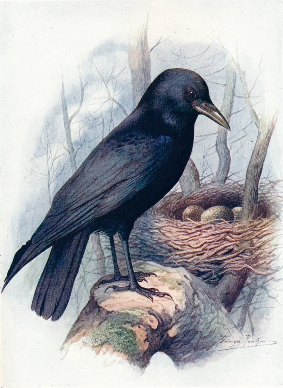 Leş-Karga - Corvus corone, c1910, 1910 by George James Rankin