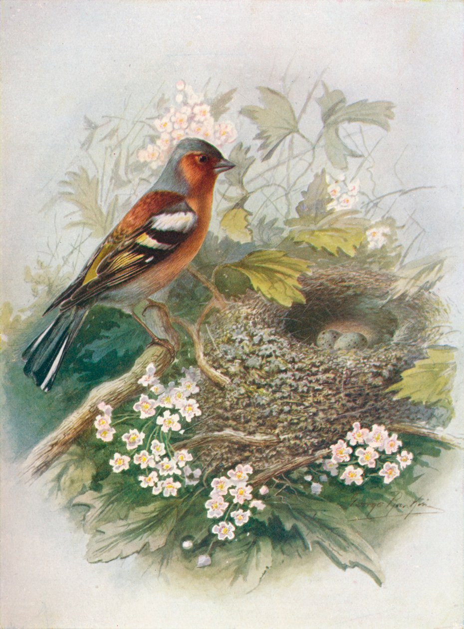 İspinoz - Evlenmemiş Saçak, c1910, 1910 by George James Rankin