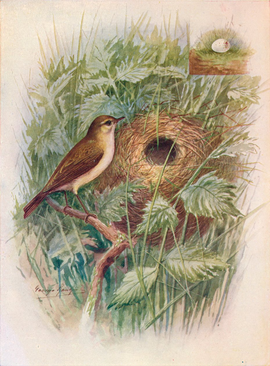 Chiff-Chaff - Phylloscopus rufus, c1910, 1910 by George James Rankin