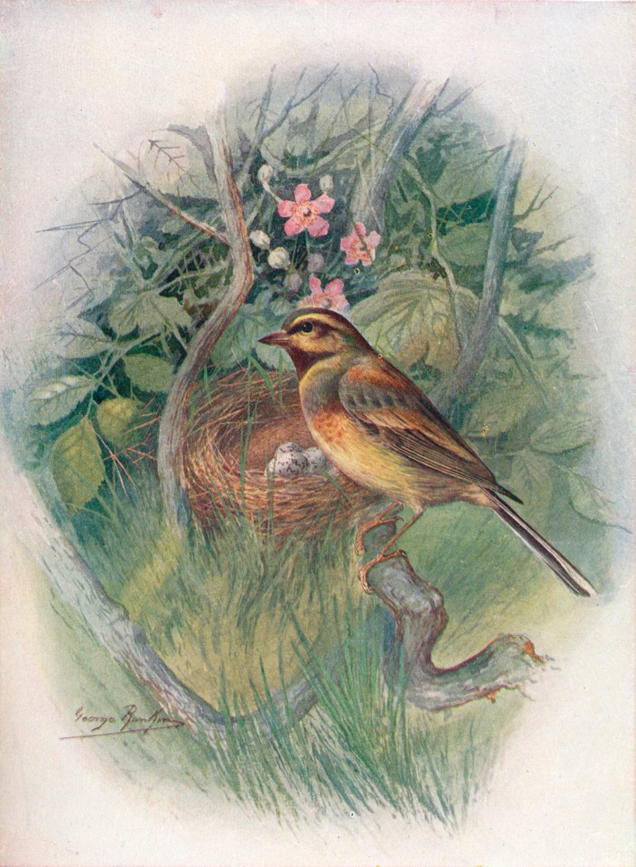 Cirl-Bunting - Emberiza cirlus, c1910, 1910 by George James Rankin
