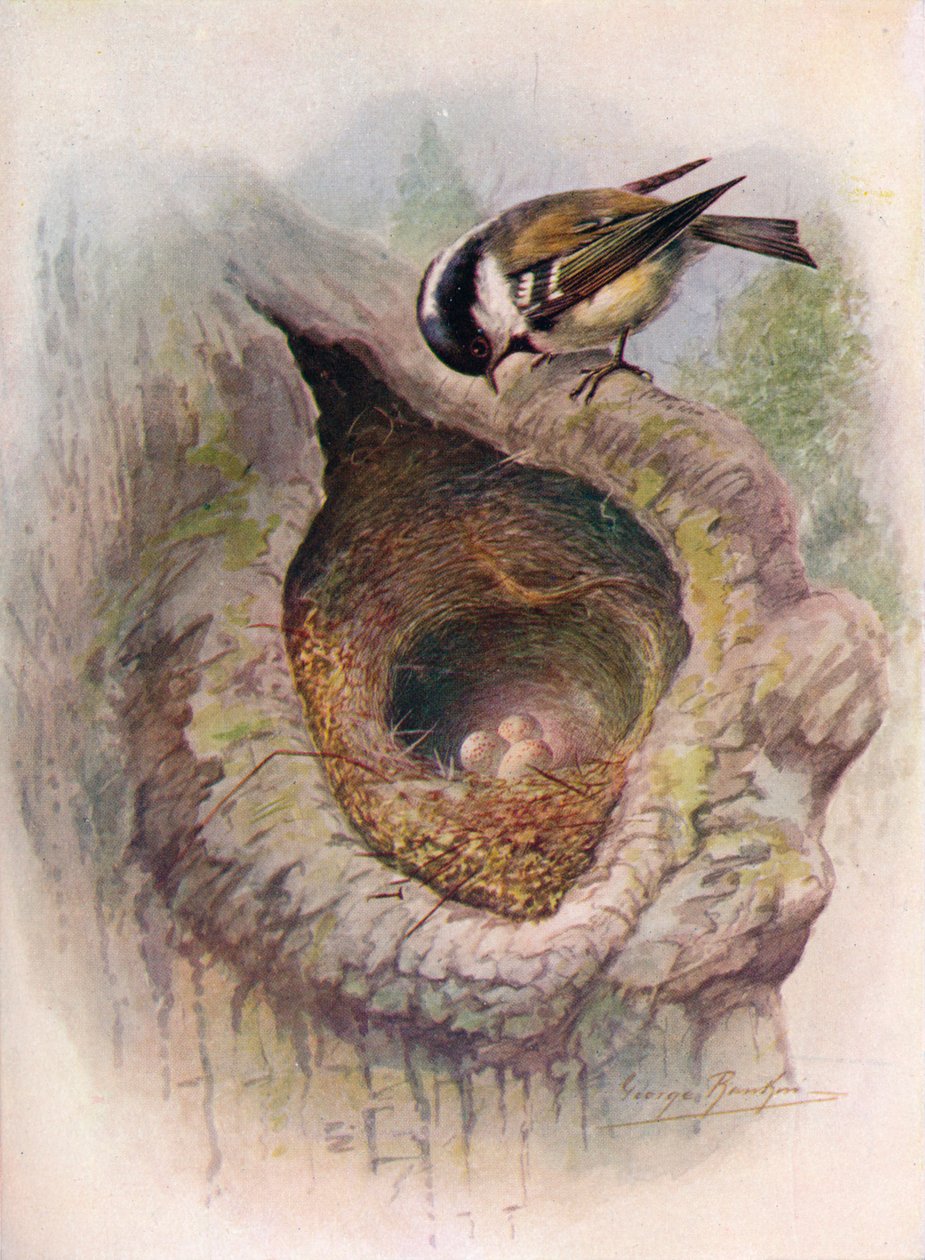 Coal-Tit - 1910