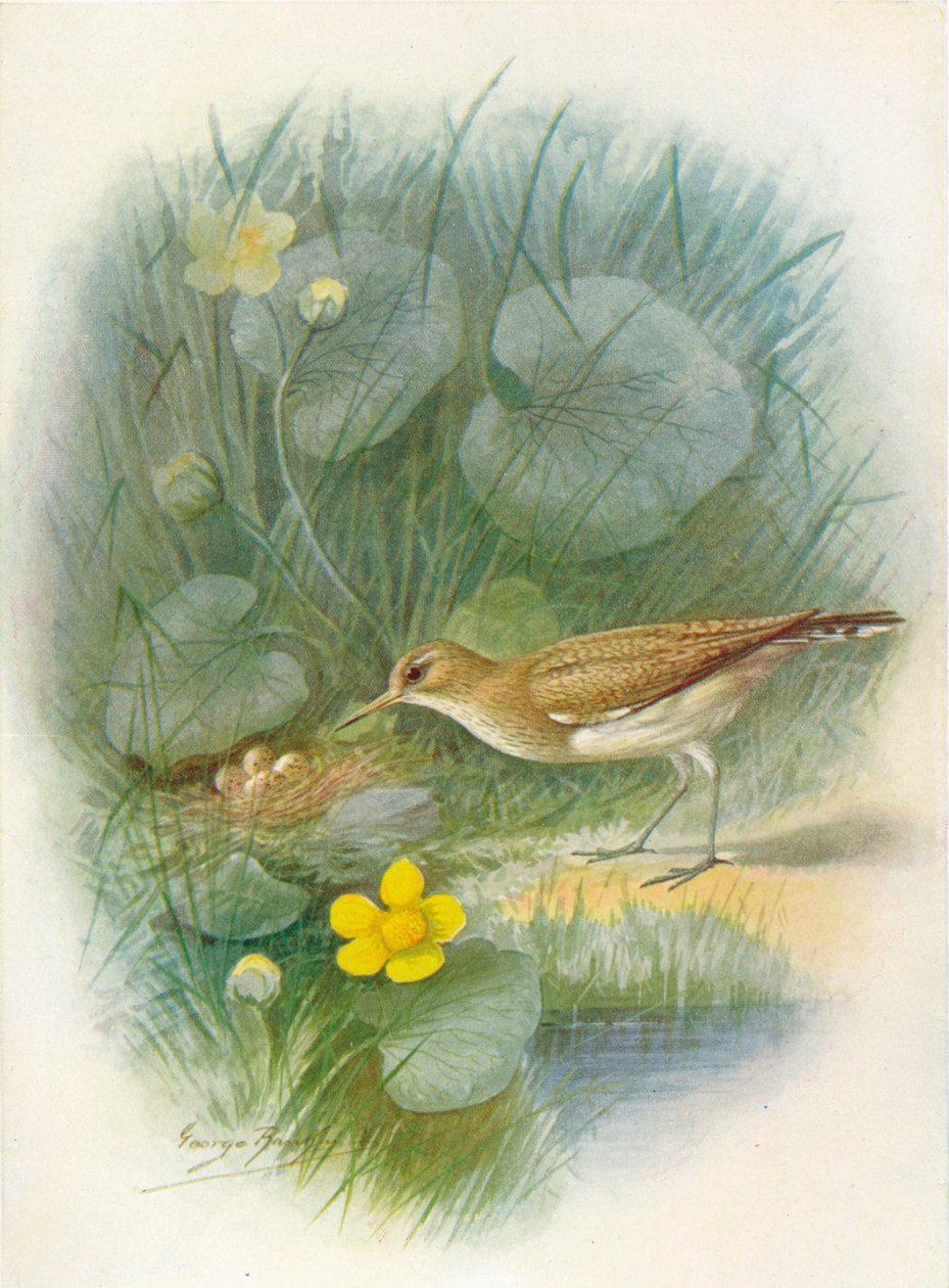 Adi Sandpiper - Totanus hypoleucus, c1910, 1910 by George James Rankin