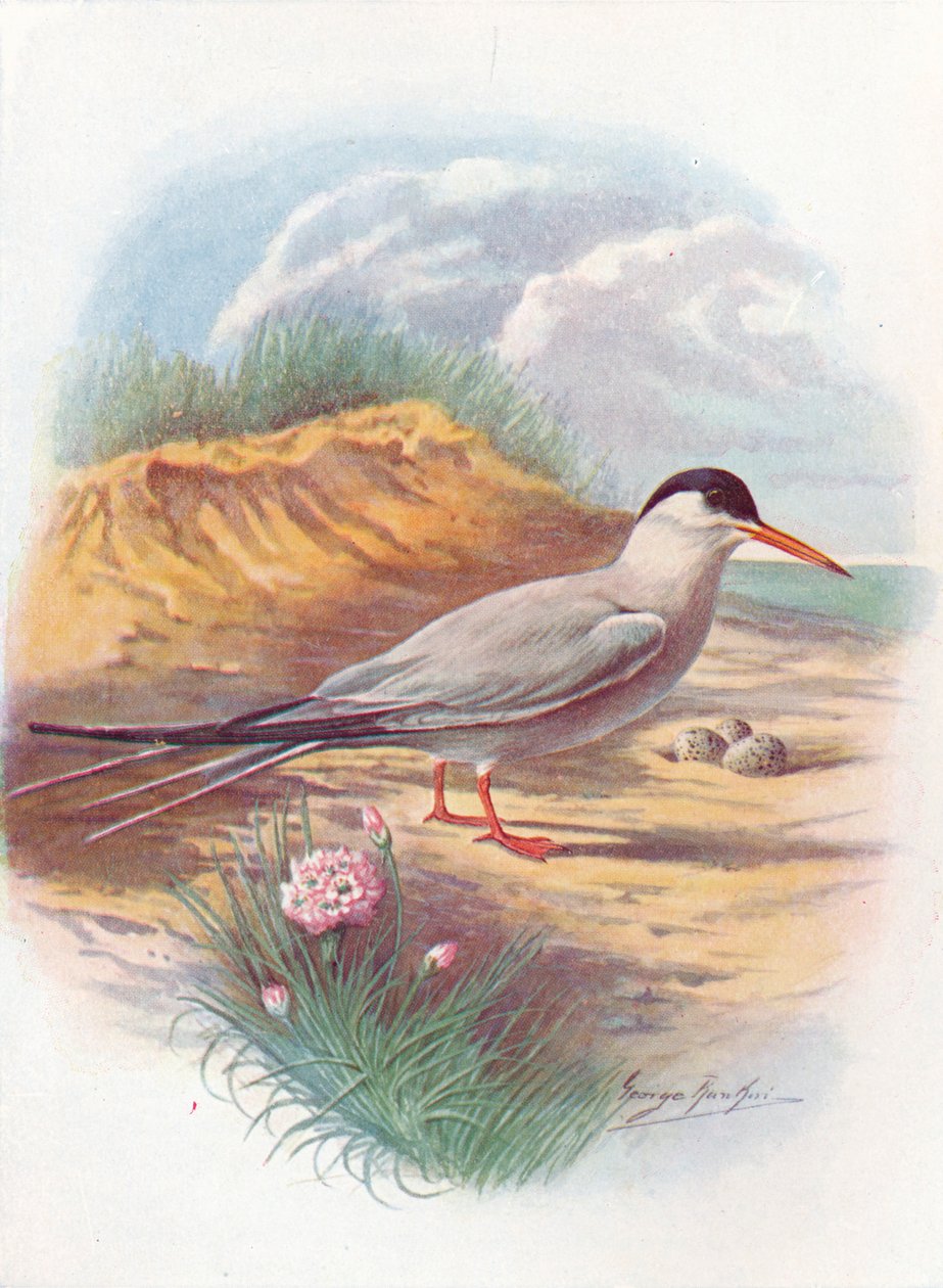 Ortak Sumru - Sterna fluviatilis, c1910, 1910 by George James Rankin
