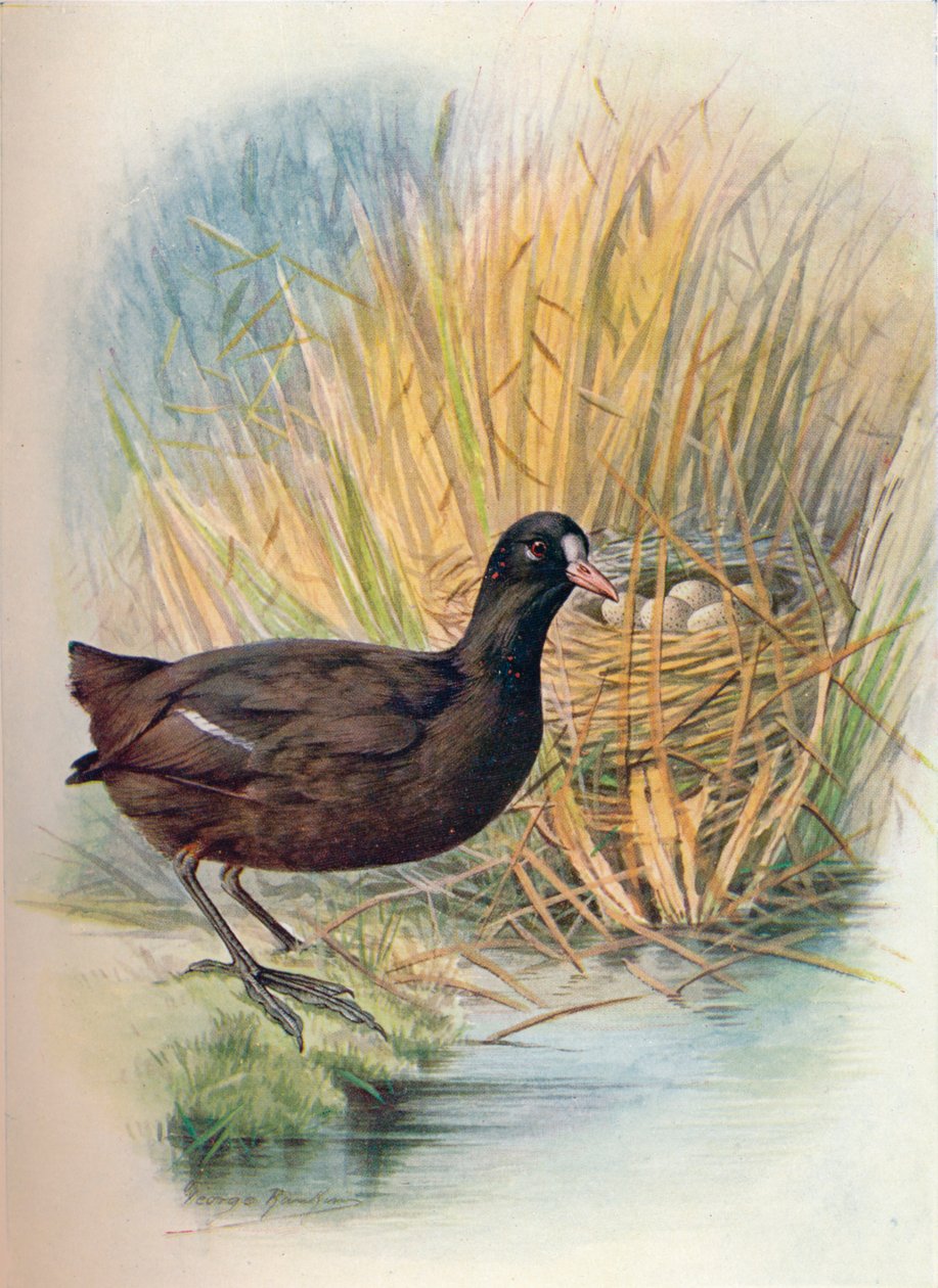 Coot - Fulica atra, c1910, 1910 by George James Rankin