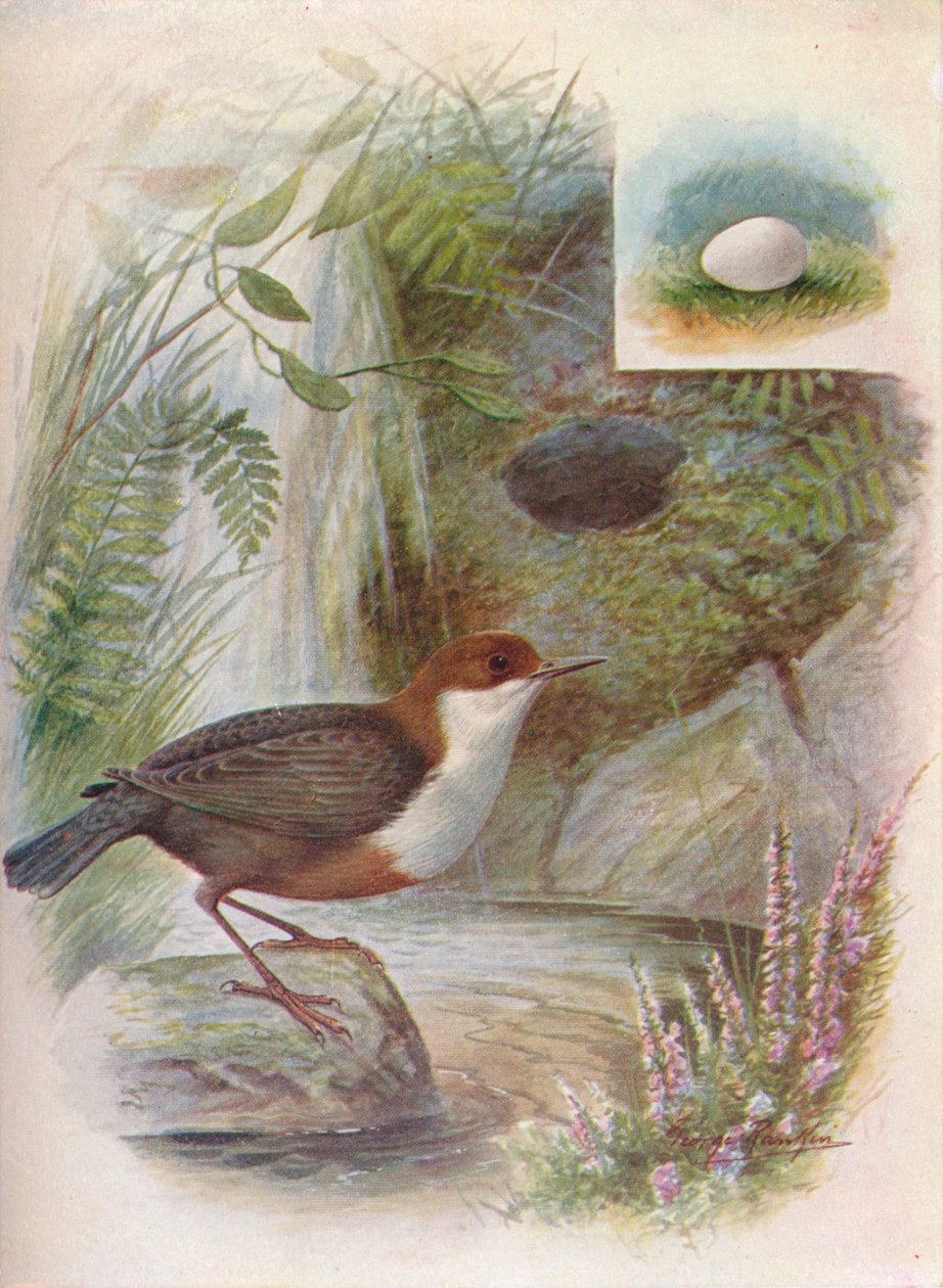 Kepçe veya Su Ousel - Cinclus aquaticus, c1910, 1910 by George James Rankin