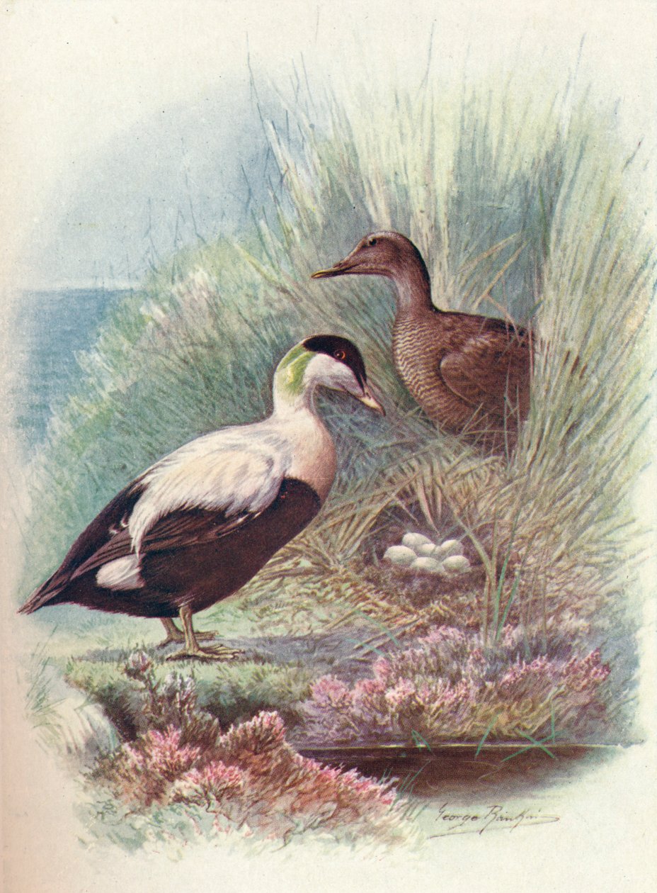 Eider-Duck - Somateria mollissima, c1910, 1910 by George James Rankin