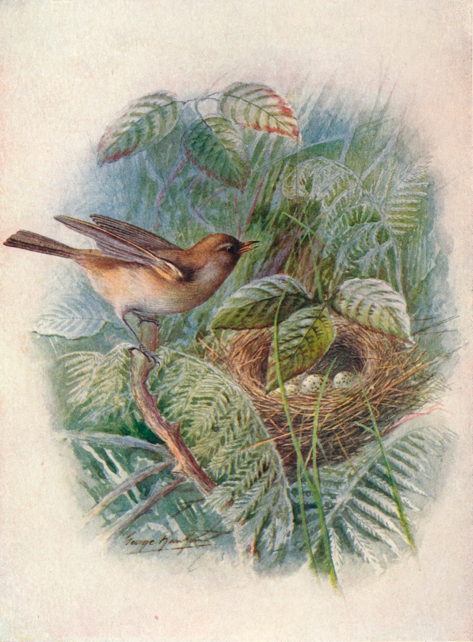 Garden-Warbler - Sylvia hortensis, c1910, 1910 by George James Rankin