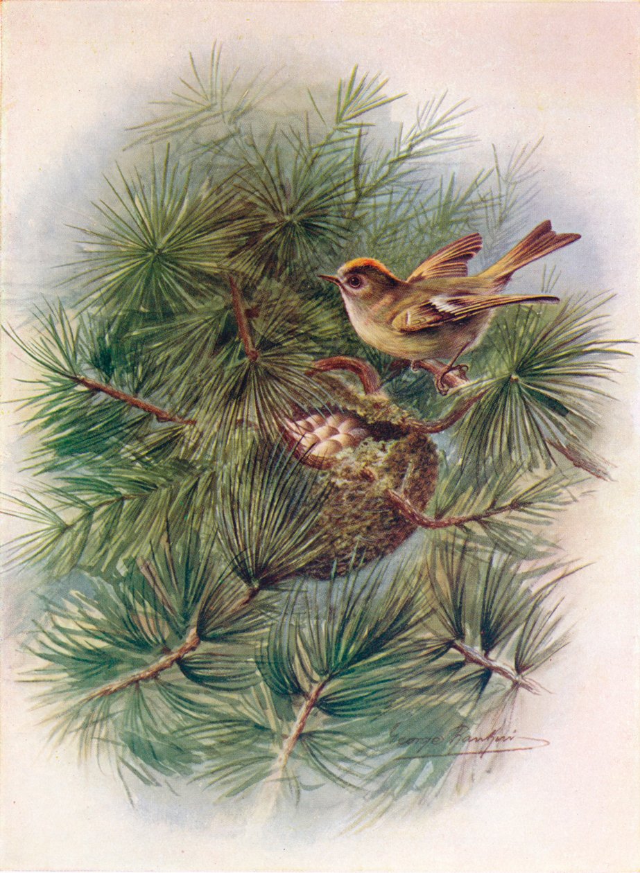 Goldcrest - Regulus cristatus, c1910, 1910 by George James Rankin